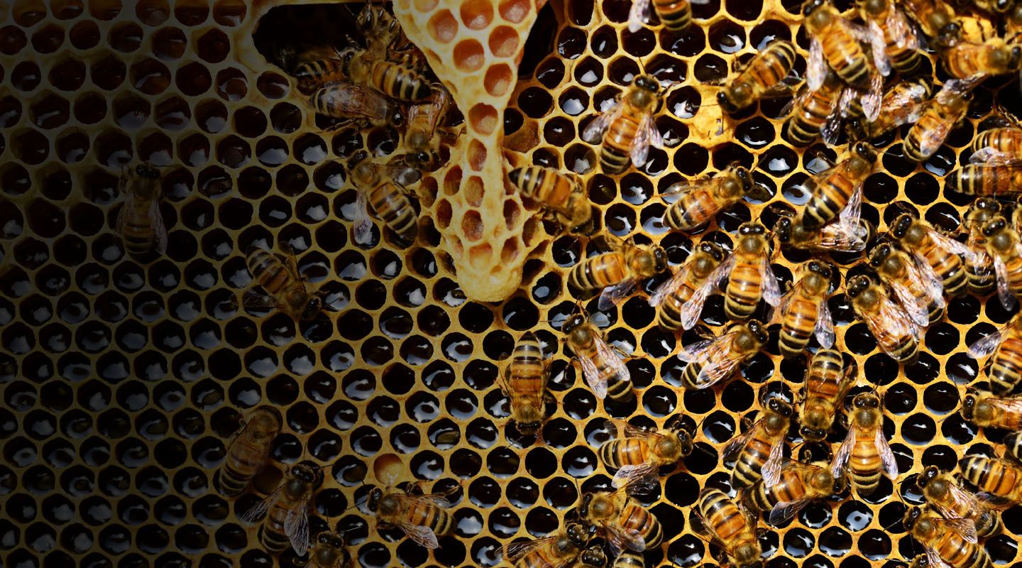 Prot&eacute;ger les abeilles et leur environnement 